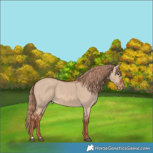 Horse Color:Red Dun Appaloosa Rabicano 