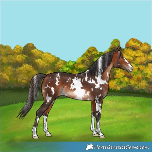 Horse Color:White Spotted Bay