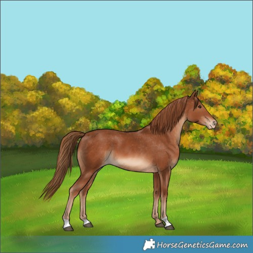 Horse Color:Chestnut Appaloosa 