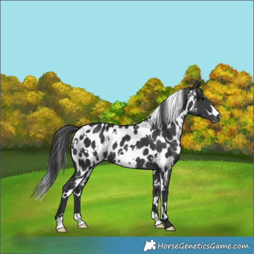 Horse Color:White Spotted Black Appaloosa 