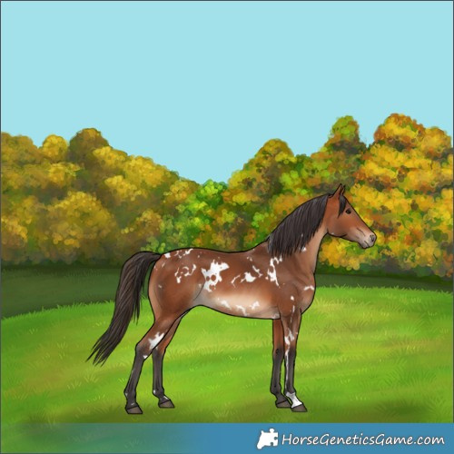 Horse Color:White Spotted Bay 