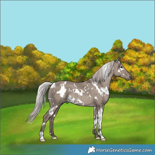 Horse Color:White Spotted Silver Grullo 
