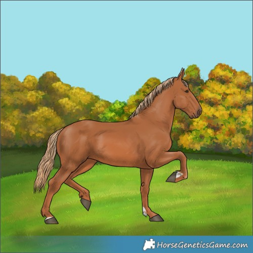 Horse Color:Chestnut 