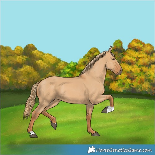 Horse Color:Red Dun