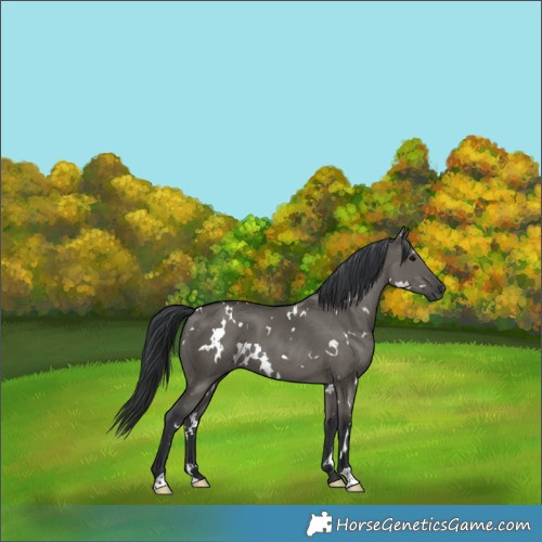 Horse Color:White Spotted Grullo