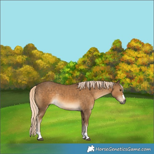 Horse Color:Chocolate Palomino Rabicano