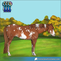Horse Color:White Spotted Chestnut Frame