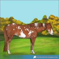 Horse Color:White Spotted Chestnut Frame 