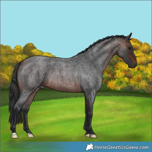 Horse Color:Brown Roan 