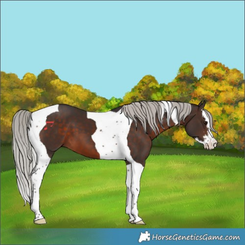 Horse Color:Silver Brown Splash Tobiano 