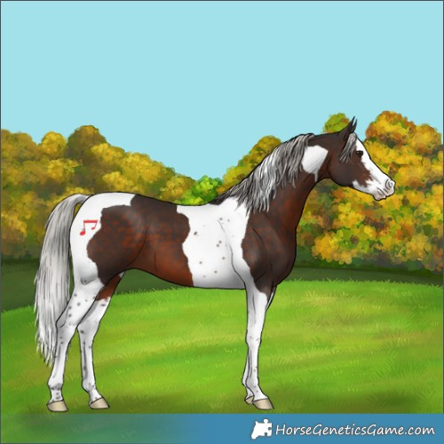 Horse Color:Silver Brown Splash Tobiano 