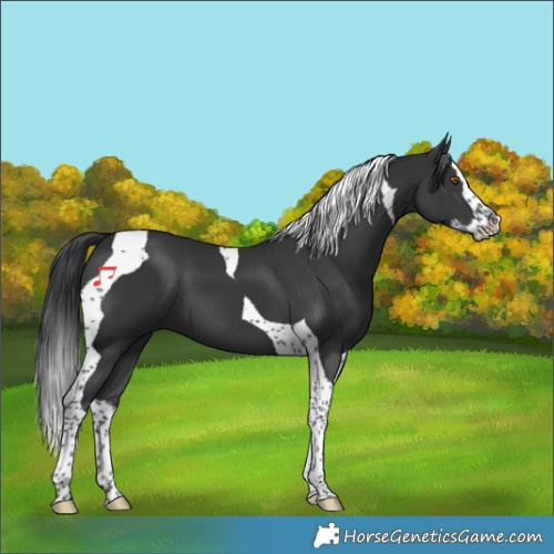 Horse Color:Black Splash Tobiano