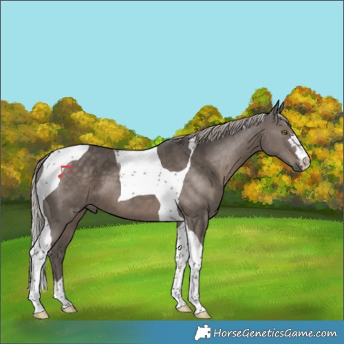 Horse Color:Silver Black Tobiano
