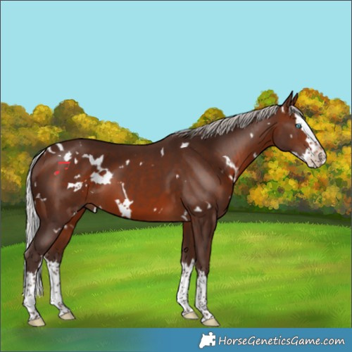 Horse Color:White Spotted Silver Brown Splash