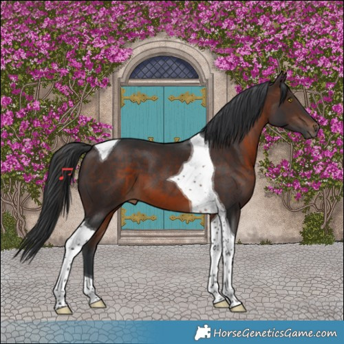 Horse Color:Brown Tobiano 