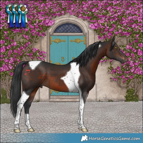 Horse Color:Brown Tobiano