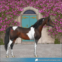 Horse Color:Brown Tobiano