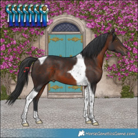 Horse Color:Brown Tobiano 