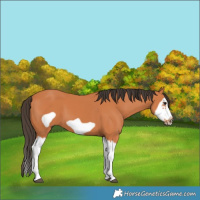 Horse Color:Bay Splash Frame 