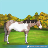Horse Color:Bay Roan Splash Frame  and Bay Roan Splash Frame 
