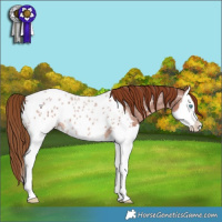 Horse Color:Red Roan Splash Appaloosa