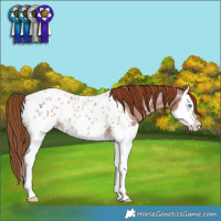 Horse Color:Red Roan Splash Near Leopard