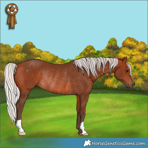 Horse Color:Silver Bay Rabicano 