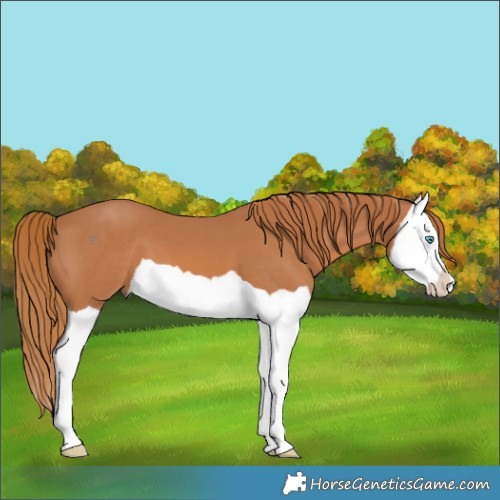 Horse Color:Chestnut Splash 