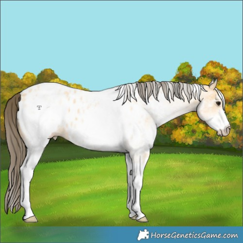 Horse Color:White Spotted Buckskin Blanket 