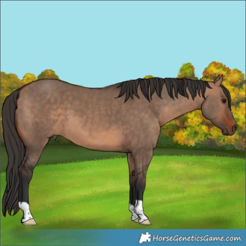 Horse Color:Bay Dun