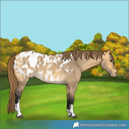 Horse Color:Buckskin Dun Tobiano Appaloosa 