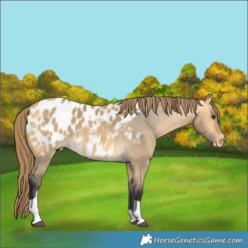 Horse Color:Buckskin Dun Tobiano Blanket 