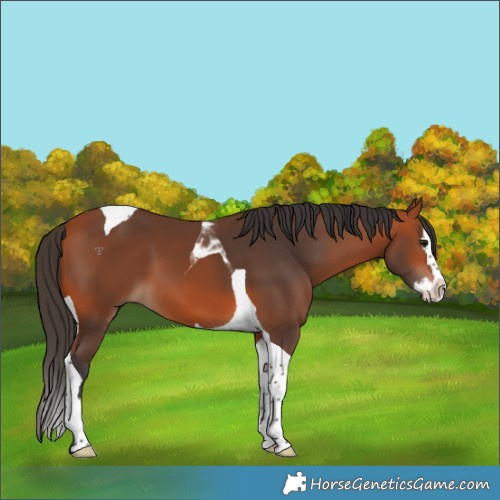 Horse Color:Bay Splash Tobiano 