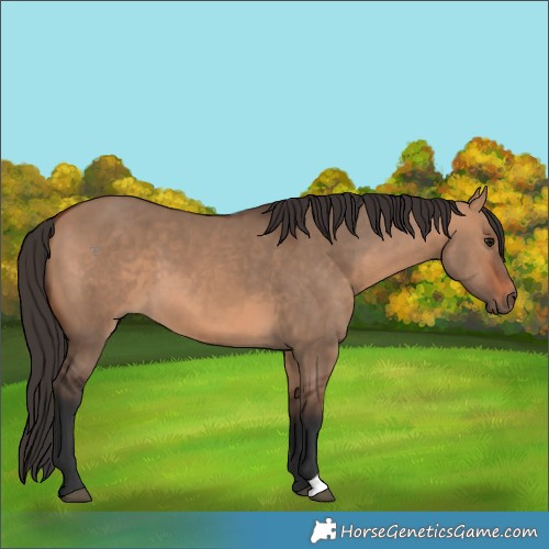Horse Color:Bay Dun