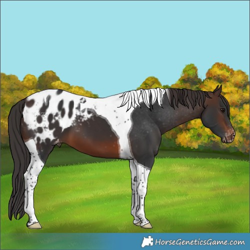 Horse Color:Brown Tobiano Blanket 
