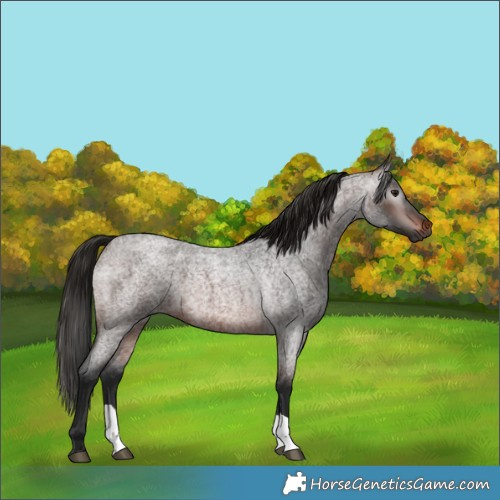 Horse Color:Gray Bay Roan