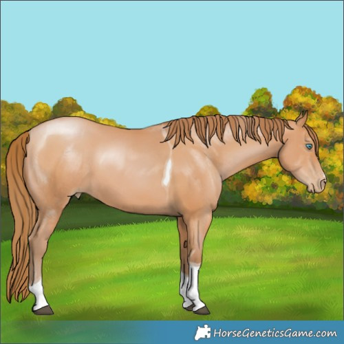 Horse Color:Bay Pearl Tobiano