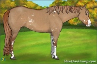 Horse Color:Red Dun Sabino