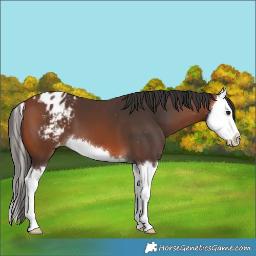 Horse Color:Bay Splash Appaloosa 