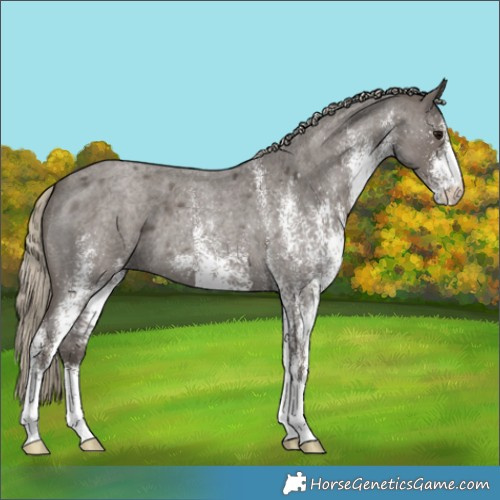 Horse Color:White Spotted Silver Smoky Blue Roan 