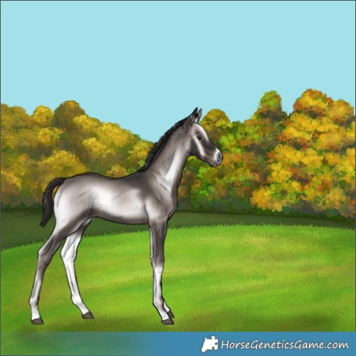 Horse Color:Gray Platinum Liver Red Onyx Rabicano 