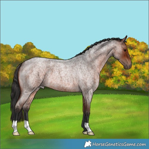 Horse Color:Brown Roan 