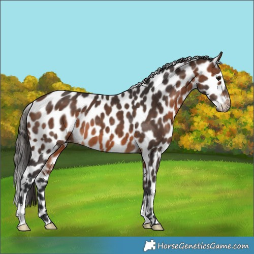 Horse Color:Brown Skewed Appaloosa 