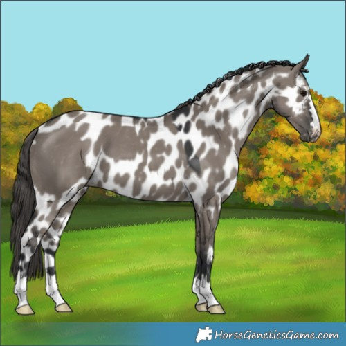 Horse Color:Grullo Skewed Appaloosa 