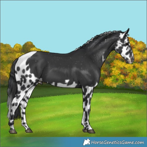 Horse Color:Black Skewed Appaloosa 