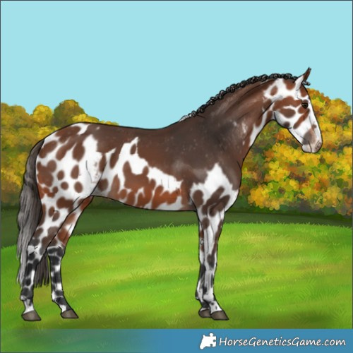 Horse Color:Bay Skewed Appaloosa 