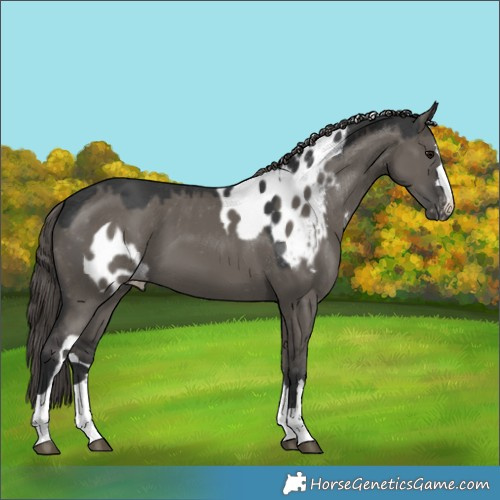 Horse Color:Grullo Skewed Appaloosa