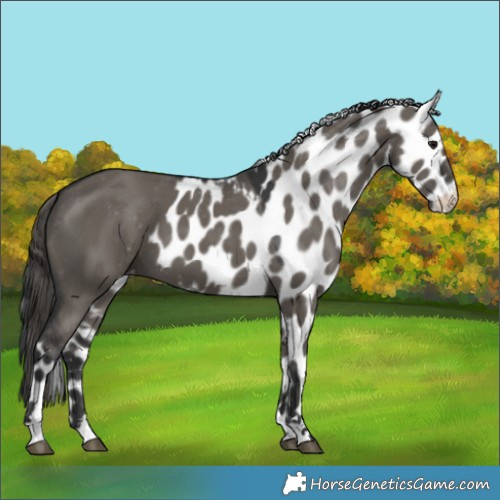 Horse Color:Grullo Skewed Appaloosa 