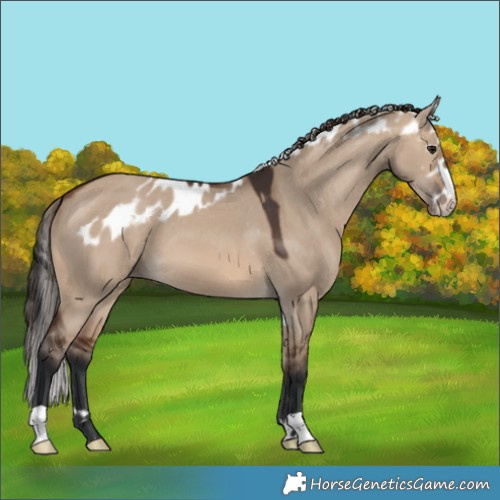 Horse Color:Brown Dun Skewed Appaloosa 
