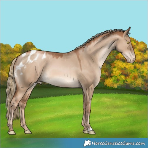 Horse Color:Liver Red Dun Pearl Skewed Appaloosa 